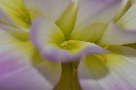 bloemetje uit vaas