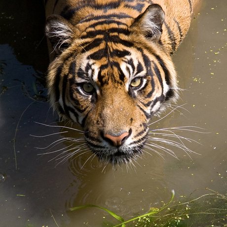 Tijger Burgers Zoo