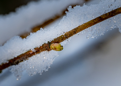 De lente is in de maak ;-)