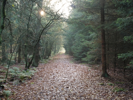 herfst op de woldberg