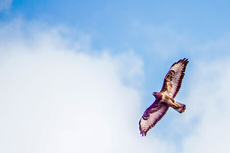 overvliegende Buizerd