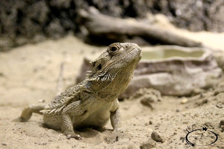 Iguana