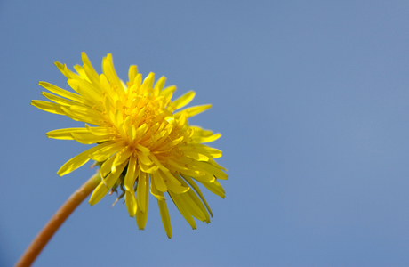 Paardenbloem