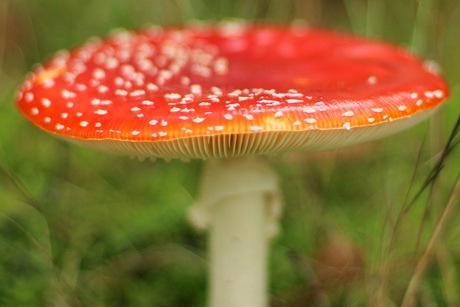 Rood met witte stippen