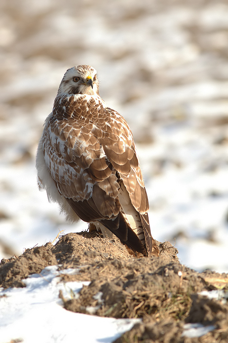 Buizerd