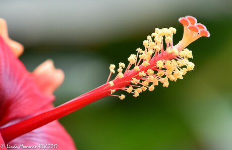 Meeldraden van een Hibiscus