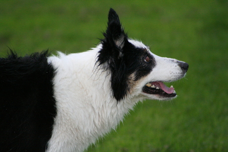 Opperste concentratie