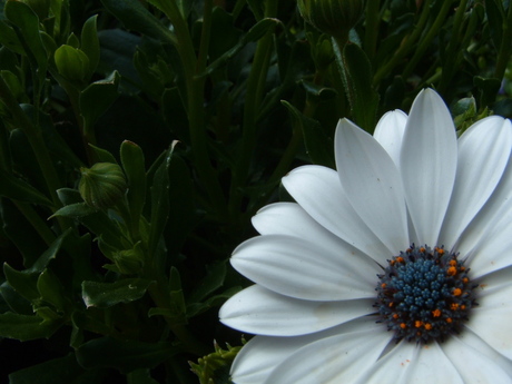 white flower(4)