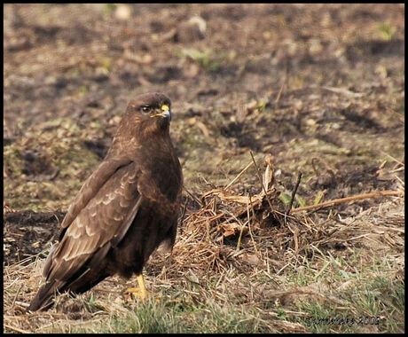 buizerd