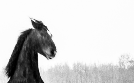 Black Beauty in White Company