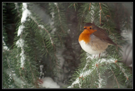 Kerstmis 2010