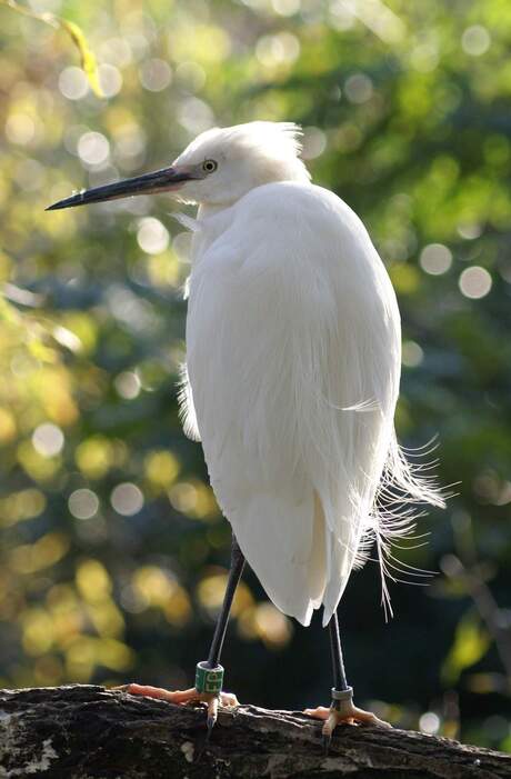 reiger