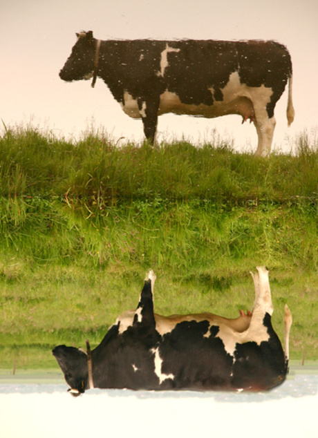 Twin Cows