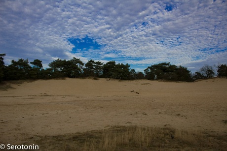 Loonde en Drunense duinen 2