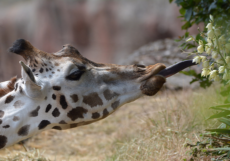 Giraffe