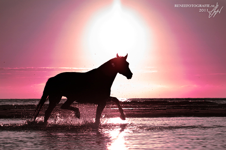 Braveheart, op het strand