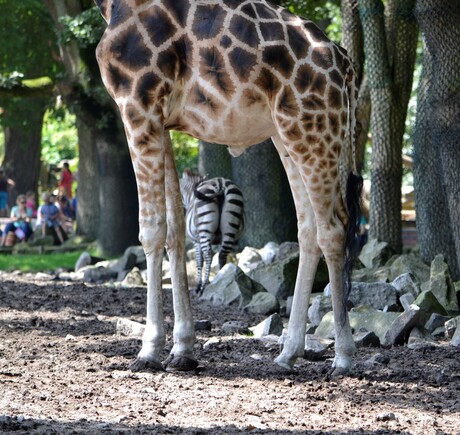 Giraf & zebra