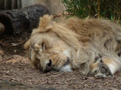 Leeuw houdt siesta