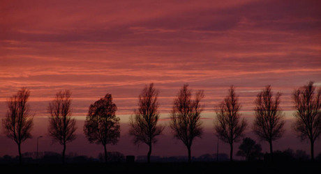 Avondrood bomen