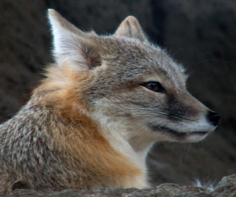 Prairiewolf