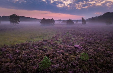 Rucphense Heide