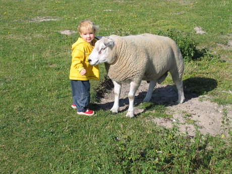 Schapen lenen zich overal voor