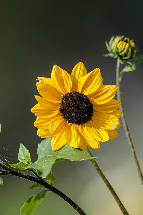 Een bloemetje