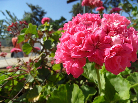 Bloemen in Turkije