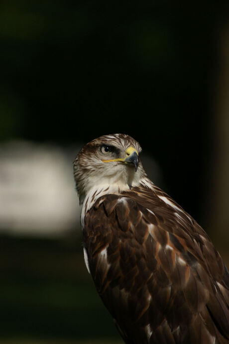 roofvogel