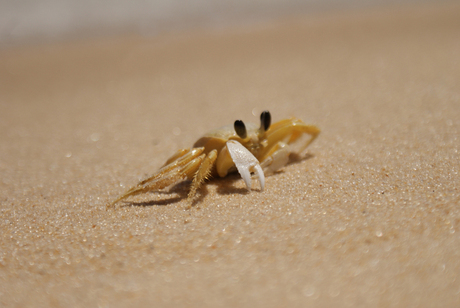 een krab op een strand in Brazilie