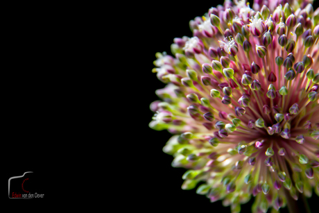 Allium