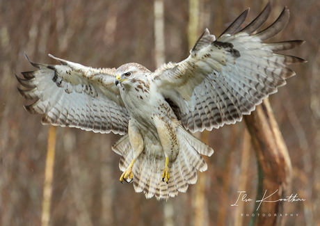 Buizerd zet landing in