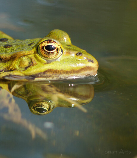 Middel grote groene kikker met weerspiegeling