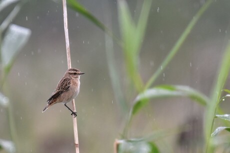 Paapje in de regen