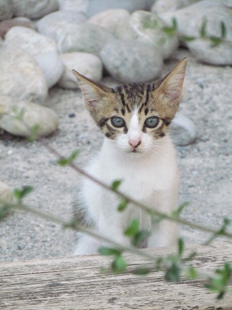 hotel kat