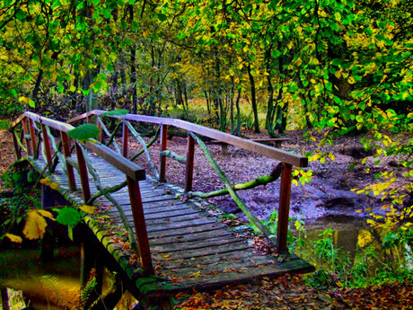 Bos-impressie in de Herfst