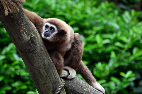Gibbon aapje