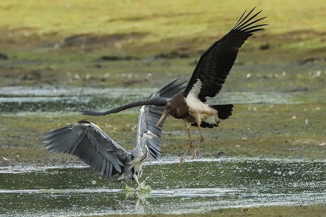 Battle Stork vs Heron