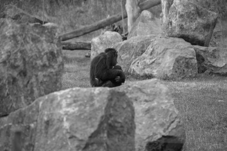 moeder aap en baby aap