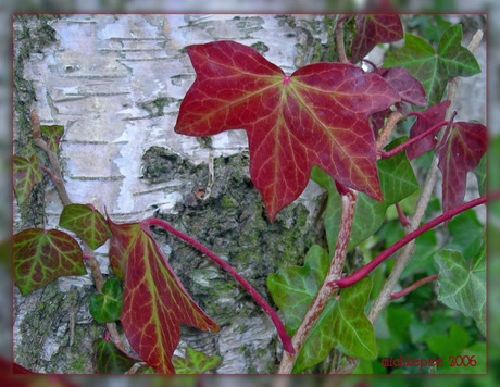 Kleur in de winter