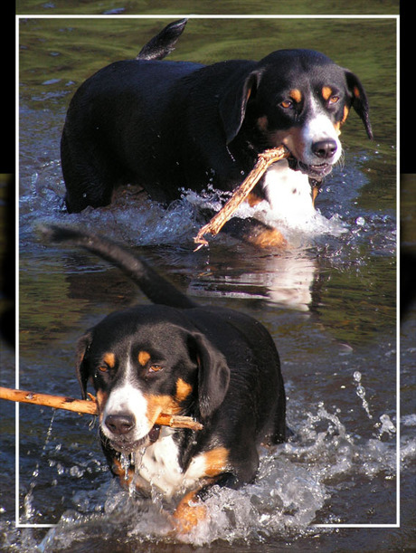 In het water