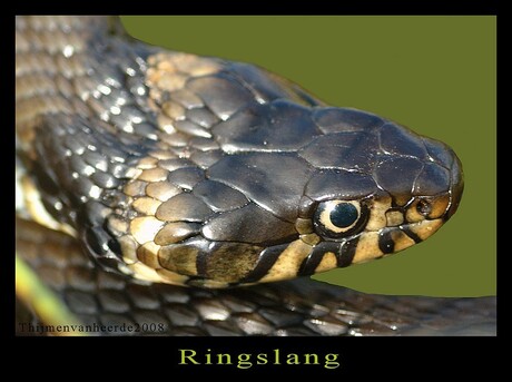 ringslang