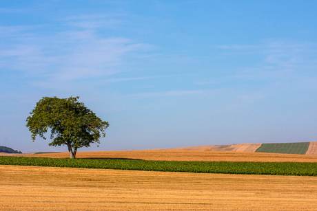 Oh, Lonesome Tree