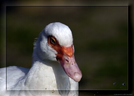 dorst (2)