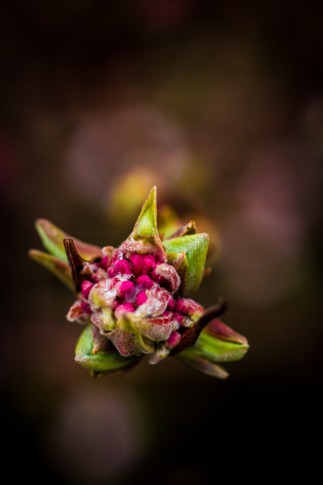 Natuur in de herfst