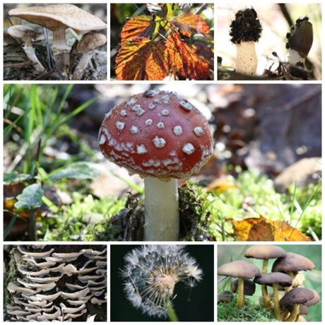 Herfstcollage