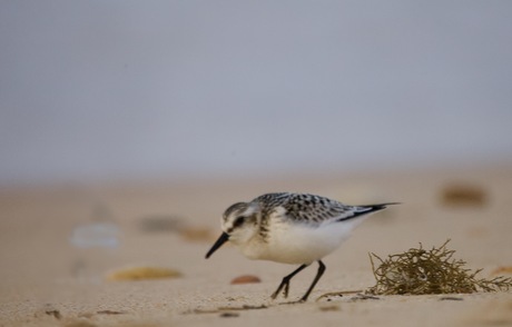 Drieteen strandloper