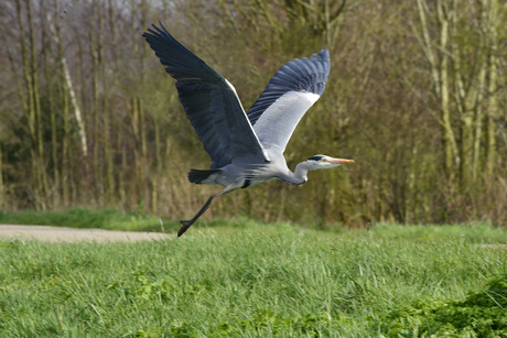 Reiger vertrekt naar volgende vislokatie