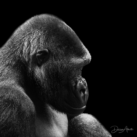 Gorilla 