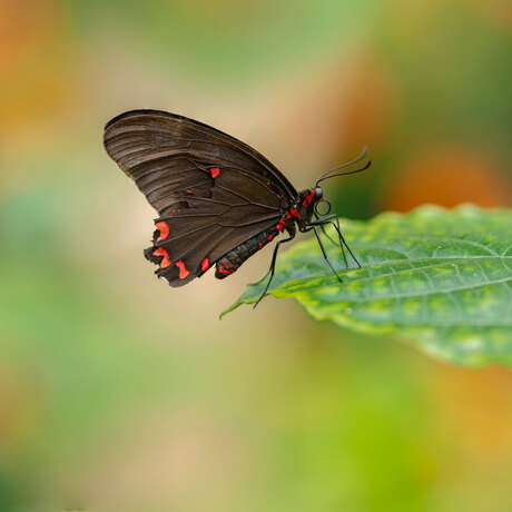 Parides Iphidamas.